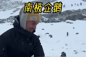南极企鹅 为什么南极的科研人员碰到企鹅也不去抚摸它们？#企鹅 #企鹅宝宝 #神奇动物在抖音 #谁能拒绝企鹅的小碎步 #小动物们能有多治愈