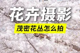 茂密的花丛场景怎么拍？学会设计视觉焦点！ #摄影基础知识入门 #相机入门基础教学 #拍花摄影技巧 #春季摄影大赛 #摄影思维