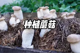 自己在家种蘑菇，简简单单 #种植蘑菇 #种蘑菇 #三农视频封面