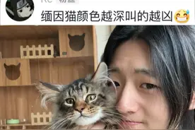 颜色越深的缅因叫的越夹 #缅因猫 #猫叫声 #一种很新的撸猫手法视频封面