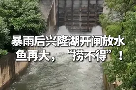 暴雨后兴隆湖开闸放水，鱼再大，“捞不得”！ #兴隆湖 #天府新区