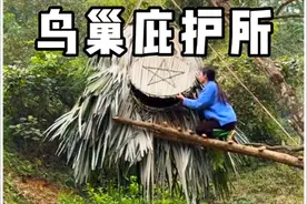 女人徒手将庇护所挂到树上，直接体验了一把住在鸟巢里的快乐视频封面