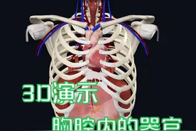 3D带您了解胸腔内的器官 #解剖学 #医学生 #健康科普 #医学科普视频封面