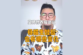生娃并不能给猫崽子完整的猫生，还有可能，会让她失去点什么 #新手养猫 #科学养猫 #正直的莫师傅 #猫绝育 #被迫营业的猫猫视频封面