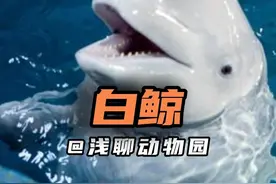 白鲸 爱吃小鱼爱吃冰，专吓小孩小神经！#白鲸 #动物解说