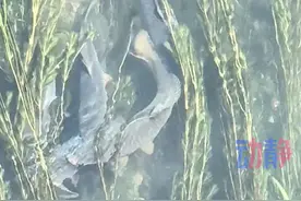是不是放生的不重要，我就想问现在拿抄网还来得及不？#贵阳南明河清澈见底鱼儿成群  来源：@边渡95视频封面