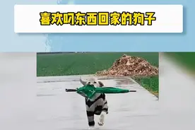 狗子：主人，咱家还缺点啥？#有一只喜欢叼东西回家的狗狗是什么体验  视频封面
