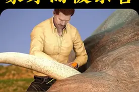 大象为何因象牙而被杀害 #科普 #内容启发搜索视频封面