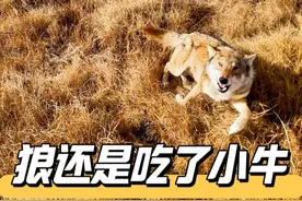 死掉的小牛被吃的只剩骨头了 #vlog日常  #记录真实生活  #农村生活视频封面