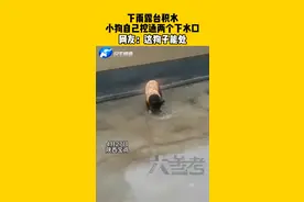 下雨露台积水，小狗自己挖通两个下水口；网友：这狗子能处#狗狗 #下雨 #暖心故事 视频封面