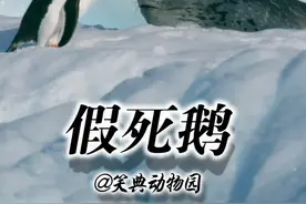 巴布亚企鹅快乐的一天 #一代人有一代人的动物世界 #搞笑动物解说