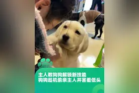 主人教狗狗解锁新技能，狗狗趁机偷亲主人 自己还害羞地低下头，网友：都让开 这明明是我的小狗