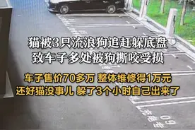 猫被3只流浪狗追赶躲底盘，致车子多处被狗撕咬受损：车子售价70多万，整体维修得1万元，还好猫没事儿，躲了3个小时自己出来了#惊不惊喜意不意外