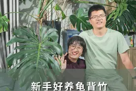 高颜值室内植物龟背竹，新手也能轻松养好 种上一棵龟背竹，室内秒变小森林～#花卉绿植 #爱生活爱养花 #海蒂的花园 #海妈 #龟背竹视频封面