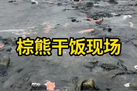 棕熊干饭现场，享用肥美的鲑鱼！ #鲑鱼 #科普 #涨知识视频封面