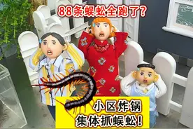 88条大蜈蚣都跑了？小区炸锅，集体找蜈蚣！ #海南间脚蜈蚣视频封面
