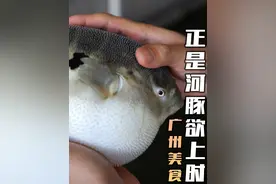 正是河豚欲上时，这人工养殖的河豚让我吃得有喜有忧！ #养殖河豚 #美食分享官视频封面
