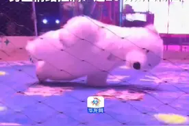 11月30日，山东滨州。男生看马戏听到有北极熊震惊了，没想到这个北极熊还会倒立。男生情绪拉满：这20块钱花得值。（第1眼TV-华龙网原创采访报道）视频封面