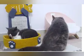 猫咪肚子上软软的小包是什么？视频封面