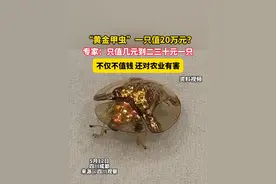 “黄金甲虫”一只值20万元？专家：只值几元到二三十元一只，不仅不值钱，还对农业有害视频封面