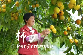 软柿子、脆柿子、柿饼，又红又黄又嫩又脆又香又甜，3种柿子都好