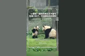 “小犟熊”被妈妈揍后还不服气视频封面