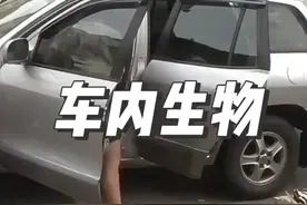 女人的车里藏着神秘生物 #奇闻奇事 #猫咪视频封面