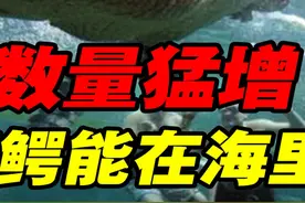 湾鳄为啥能在海里生活？澳大利亚湾鳄数量猛增，猎人职业开始吃香 #科普一下 #湾鳄