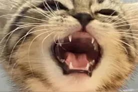 为啥你的猫从不喵喵叫？ #养猫经验分享#科学养宠攻略#猫咪的迷惑行为 #猫叫#猫咪日常