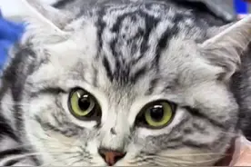 猫咪和狗打架，原本身材匀称的猫气的像个气球一样差点爆炸了