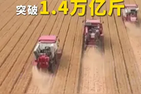 #今年全国粮食总产量14130亿斤 ，我国粮食总产量首次突破1.4万亿斤视频封面