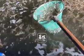 辽宁一海域惊现“螃蟹大军” 密密麻麻的小螃蟹包围浮桥 目击者：自然形成 非常震撼 或为冬季洄游前兆#螃蟹 #可爱动物视频封面