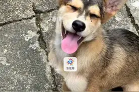 9月27日（采访时间），浙江宁波。流浪小狗在路边被撞得血肉模糊，小伙将它救下后，变得活蹦乱跳，“取名撞撞，希望它茁壮成长。”（华龙网原创采访报道）来源：@颠高人视频封面