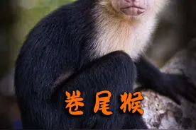 打工猴的打工日常... #动物世界 #搞笑 #反转视频封面