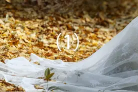 古风微合成汉服修图01 ps汉服氛围感秋景场景人像修图