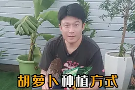 种菜胡萝卜的种植方法步骤，支持有机种植，有机生活 #种菜 #种植小技巧 #阳台种植 #盆栽 #小菜园 #阳台种植视频封面
