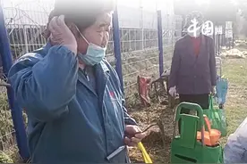 女子称老人组团拉着小车偷菜被抓：心软都放了，前年去年都被偷过视频封面
