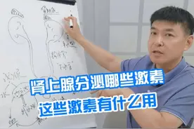 肾上腺分泌哪些激素？这些激素有什么用？ #就医指南 #泌尿外科 #关爱男性健康 #肾上腺