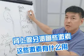 肾上腺分泌哪些激素？这些激素有什么用？ #就医指南 #泌尿外科 #关爱男性健康 #肾上腺视频封面
