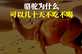 沙漠里的骆驼为什么可以几十天不吃不喝？ #科普一下 #涨知识 #有趣的知识又增长了 #神奇动物在抖音视频封面
