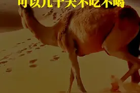 沙漠里的骆驼为什么可以几十天不吃不喝？ #科普一下 #涨知识 #有趣的知识又增长了 #神奇动物在抖音视频封面