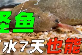 广东惊现怪鱼，离水7天也能存活，翻山越岭可跑一公里 #动物科普#过山鲫#野生动物#涨知识