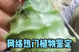 网络热门植物鉴定-皱果赤瓟 俗称癞瓜，有见过的吗？#科普 #涨知识 #水果猎人杨晓洋 #植物 #鉴定