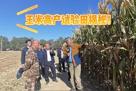 玉米高产试验田大揭秘！#三农 #玉米 #玉米高产种植技术视频封面