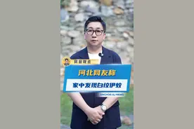 家中发现“白纹伊蚊”意味着什么？#河北网友称家中发现白纹伊蚊#白纹伊蚊#基孔肯雅热