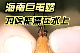水黾的腿放在显微镜下看竟是这样？探秘海南巨黾蝽！ #抖音知识年终大赏  #抖音精选 #自然奇境科普季 #知识前沿派对视频封面