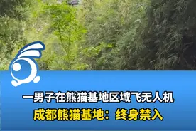 一男子在熊猫基地区域飞无人机，成都熊猫基地：终身禁入。视频封面