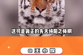 这可是真正的先天纯阳之体啊 #东北虎 #老虎 #动物视频封面