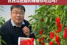 “VC之王”竟然是辣椒？比西瓜还甜的辣椒你吃过吗？