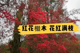 红花檵木 花红满枝
   2022年3月19日，江西的红花檵木，花朵绽放视频封面
